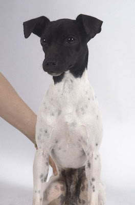 Nihon terrier online